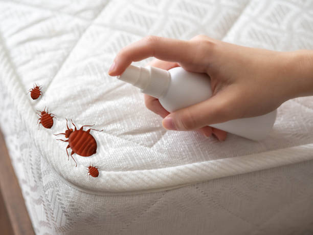 Best Termite Control Services  in Salem, AR
